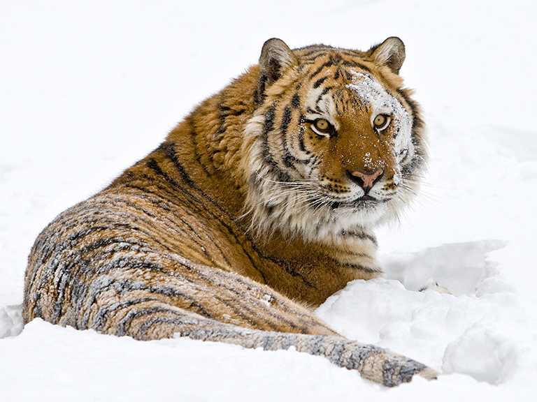 Siberian Tiger at Rest